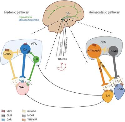 Biased Ghrelin Receptor Signaling and the Dopaminergic System as Potential Targets for Metabolic and Psychological Symptoms of Anorexia Nervosa